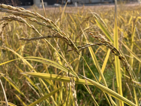 いつもの白米に＋サプリメント米「黒米(もち系)」1kg