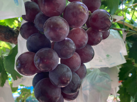 【夏ギフト】大粒！夏ぶどう2色セット 雄宝＋泉州パープル