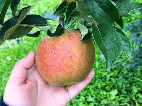 酸味系りんご3種セット (B品3㎏)：岩手県産の紅玉｜食べチョク｜産地