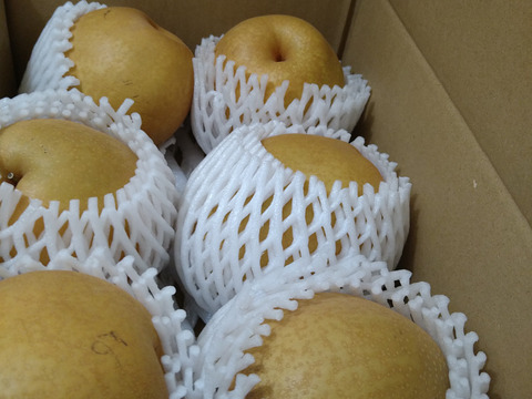 【家庭用】鳥取県産 王秋梨 ３ｋｇ以上