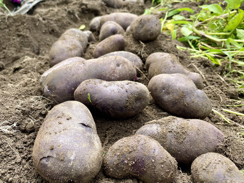 新じゃがいもシャドークイーン1.5kg 農薬・化学肥料不使用：埼玉県産の