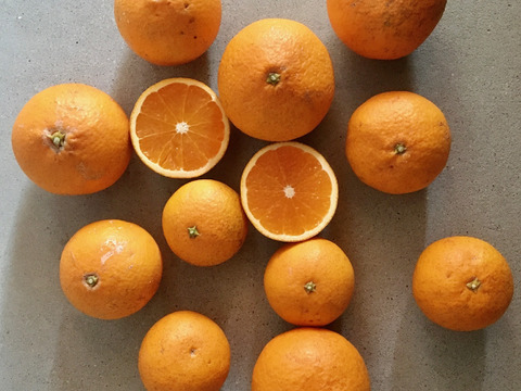 果汁たっぷり！【自然栽培の清見オレンジ】　5kg（箱込）和歌山県産