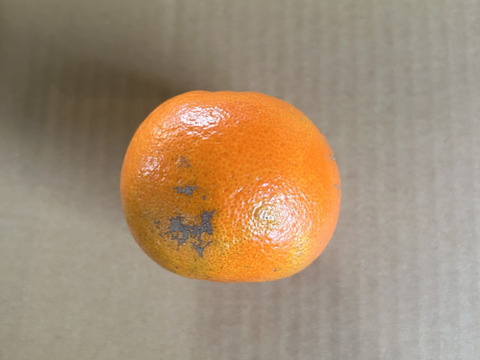 完熟タンカン　ご家庭用（5kg）Sサイズ限定