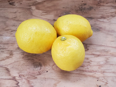 【クール便限定】自然農法＿レモン　3Kg