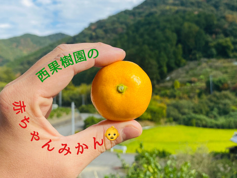 見た目は赤ちゃんサイズ👶でも味は濃厚！西果樹園【超小玉みかん】５キロ