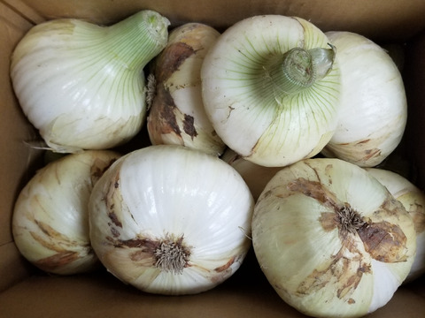 新玉ねぎ4kg🅱️🧅淡路島極熟玉葱　今が旬‼️ 特別栽培農産物　シャーロットオニオン