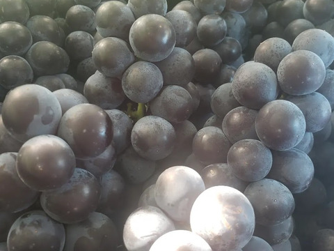 【福袋】【冬ギフト】！数量限定特別価格！ぶどうのジュース720ml×2本セット