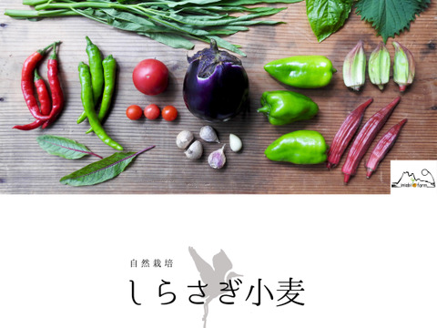 【自然栽培】旬の野菜セット+しらさぎ小麦粉（800g）