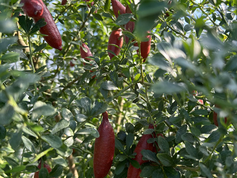 【訳あり品】つぶつぶ食感！フィンガーライム　150g