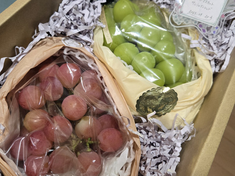 サンシャインレッドとシャインマスカット