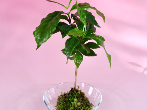 〜優しい空間を〜　苔玉コーヒーの木