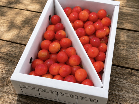 ★週末限定価格★限定5★【朝どれ】《紅秀峰》さくらんぼ 山形県東根産 700g L.2L バラ詰め