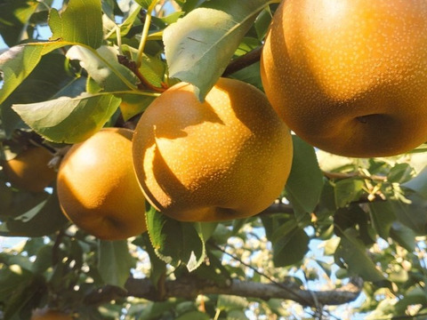 【加工用】日本梨！新高！優しい甘さとシャキッとハードな食感