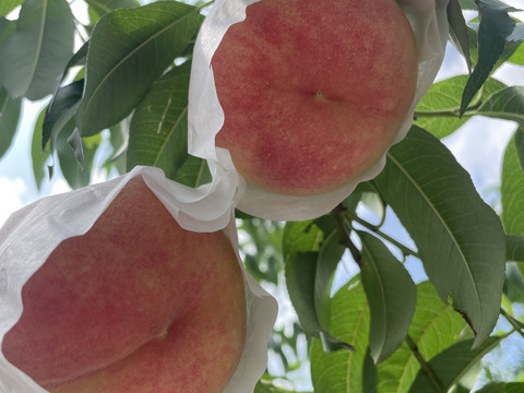 【もも】🍑玉うさぎ 3キロ🍑【かわいい名前】【🐇】【ほどよく固く口当たりまろやか】