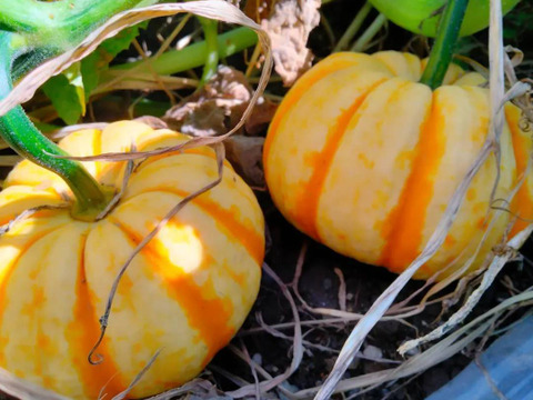 人気の贈り物が しっとり甘い！ミニかぼちゃ”プッチーニ” 6個 ハロウィンのお ハロウィン