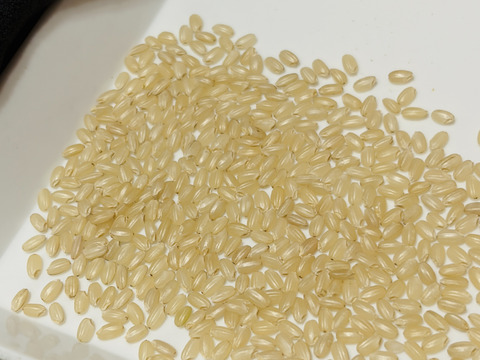 新米 R8年産 秋田県産あきたこまち玄米 30kg：秋田県産のお米｜食べ