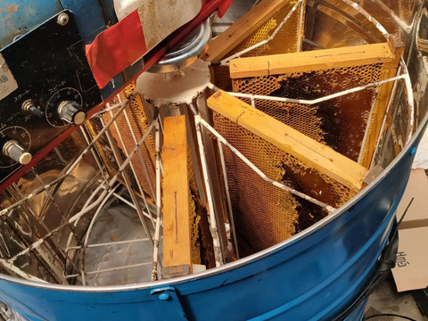 【添加物なし】天然はちみつ 600g 蜂蜜 ハチミツ セイヨウミツバチ 国産