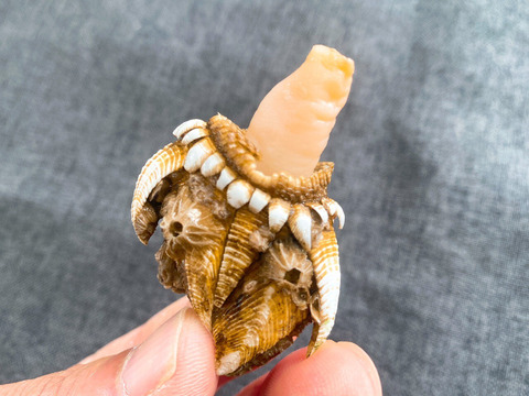 【浜名湖産】天然カメノテ1キロ入り