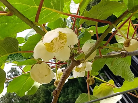※追熟済※寒い冬にキウイでビタミンたっぷり！奈良県室生産のこだわりキウイフルーツＳサイズ