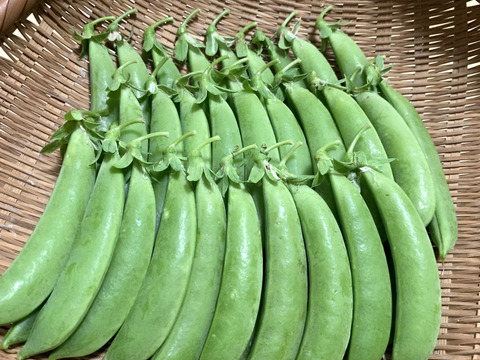 【京都産】パリッと甘い！スナップエンドウ1ｋｇ