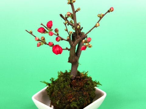 〜優しい空間を〜　苔玉　木瓜（紅色系）