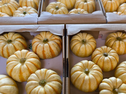 プッチーニ　手のひらサイズのかわいいミニカボチャ！　500g(2個以上)　京都府産