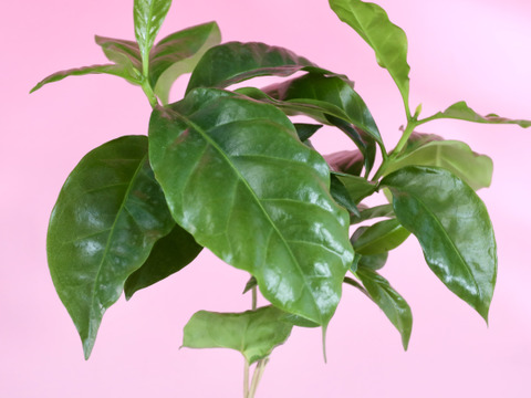 〜優しい空間を〜　苔玉コーヒーの木