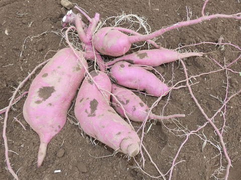 2〜4名様向け野菜セット／旬の野菜7種