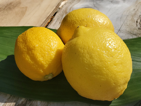 【oocaさん専用】自然農法＿レモン　3Kg