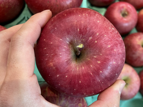 【個性溢れるりんごたち】『サンふじ』５キロ【１２〜２０玉入り】【家庭用】【訳あり】🍎山形りんご🍎