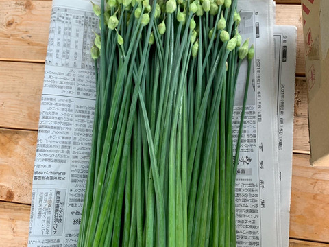 1年間採れたてのニラづくし‼️ニラ好き様のためのニラだけの定期便✨月毎に違ったニラが楽しめます。