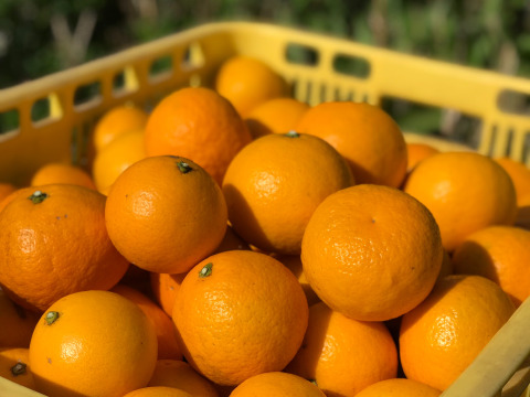 The citrus【Beni NEW SUMMER ORANGE】 2022 紅ニューサマーオレンジ 約4kg