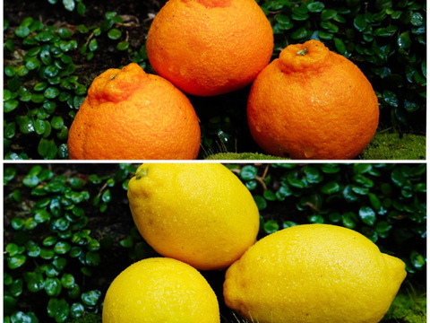 【柑橘食べ比べ】デコ(不知火)2kg×レモン1kg　旬の柑橘食べ比べセット！