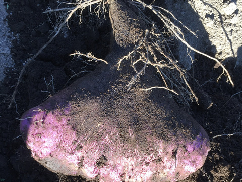 紫山芋3kg