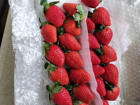 プチ豪華ないちごの食べ比べセット
スカイベリー・とちおとめ・とちあいか