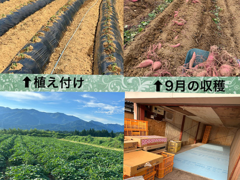 富山県南砺市立野原産赤土べにはるか