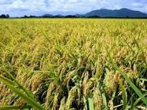 長期保存可能な真空パック　無洗米　大粒で　粒感がありしっかりとした食感　冷めても固くなりにくい新米　新潟県のお米のトップブランド　新之助（新潟県認証銘柄）　白米5kg ×2個★農家直送★色彩選別