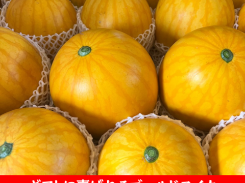 金メダルスイカ【1玉入り】ゴールド 家庭用から贈答可能 秋田県産 すいか フレッシュスイカ 夏の風物詩 ギフト お中元 夏丸 暑中見舞い 美味しい 甘い スイカ 糖度14 ゴールド