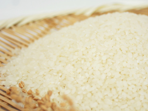 【低農薬米・無洗米5kg】清らかな地下水で育てたお米！もちもち食感！スプリングライス ミルキークイーン