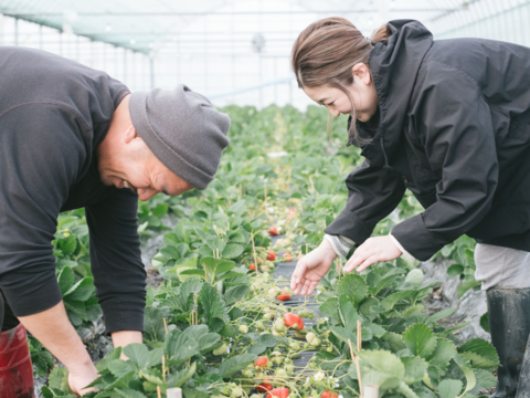 収穫してスグその日に瞬間冷凍!!福岡県産あまおう!!(小分けパック300g×2p)