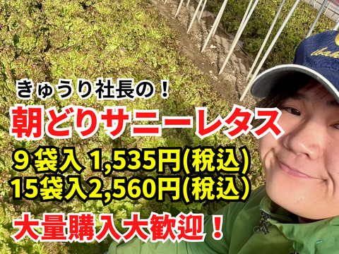 数量限定朝どれ【サニーレタス】15袋  常温配送