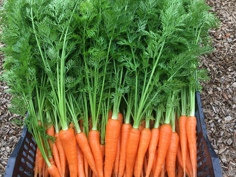 葉っぱもおいしい葉つきベビーキャロット 1kg 野菜スティックにおすすめ 農薬 化学肥料不使用 泥なし 埼玉県産 食べチョク 農家 漁師の産直ネット通販 旬の食材を生産者直送 葉っぱもおいしい葉つきベビーキャロット 1kg 野菜スティックにおすすめ 農薬 化学肥料不使用 泥なし 埼玉県産 食べチョク 農家 漁師の産直ネット通販 旬の食材を生産者直送