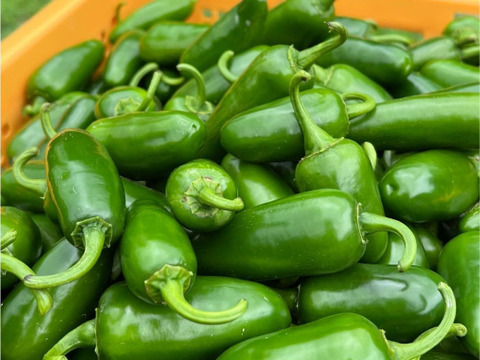 ヤミツキ確定！ハラペーニョにんにく80g