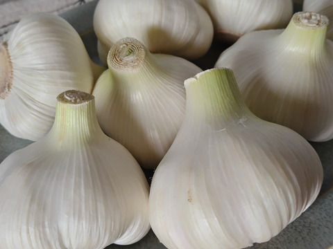 【有機JAS認証・期間限定】生にんにく 南アルプスの有機野菜 1kg