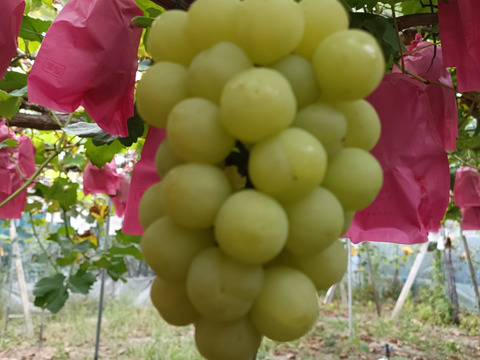 岡山県産瀬戸ジャイアンツ(2kg)3〜5房