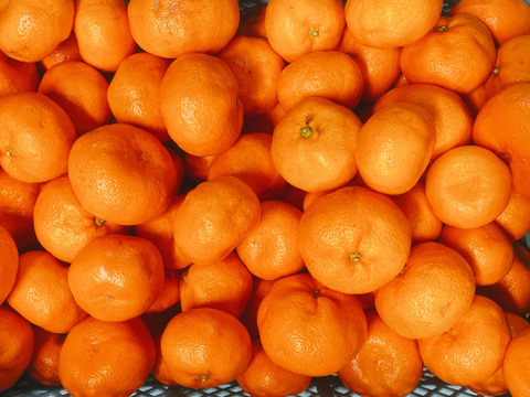 【青島みかん】「快速ブサ皮くん」5㎏