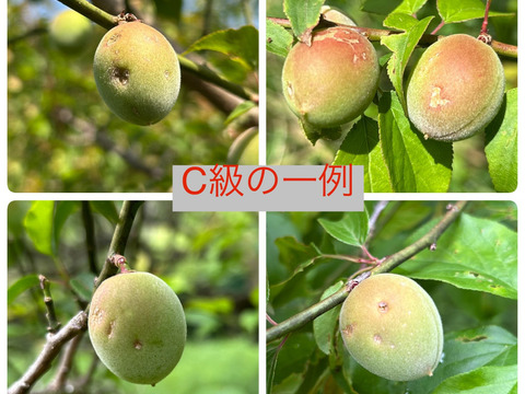 南高梅　完熟　雹害傷あり　13キロ 雹被害梅】とにかく安く買いたいに！大きな傷あり紀州南高梅