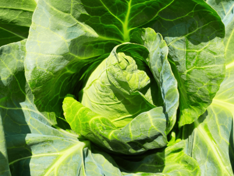 農薬不使用のお得な旬の野菜セット✨美味しいをお届け【数量限定】