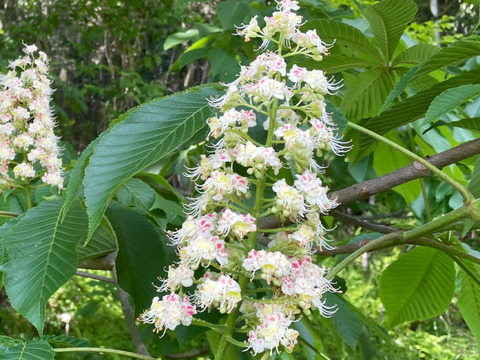 国産生はちみつ【栃の花・タニウツギ】300g