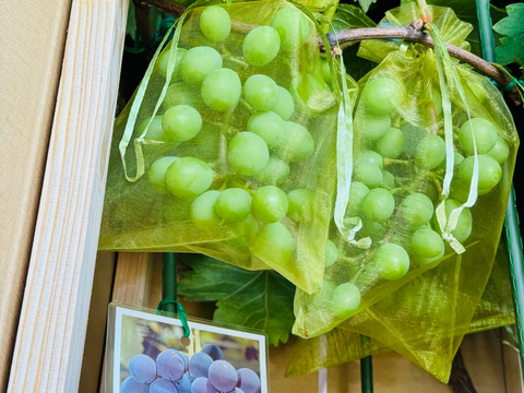 【数量限定】ベランダでブドウ！【巨峰】３房  苗ごと！